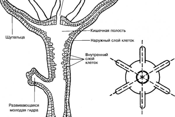 Запрещенный сайт кракен