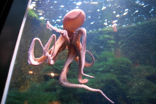 Kraken tor song