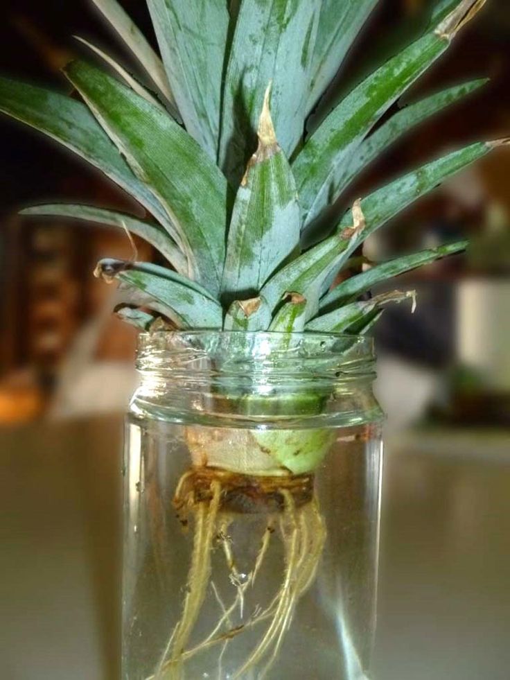Ссылка на кракен onion kraken dark link